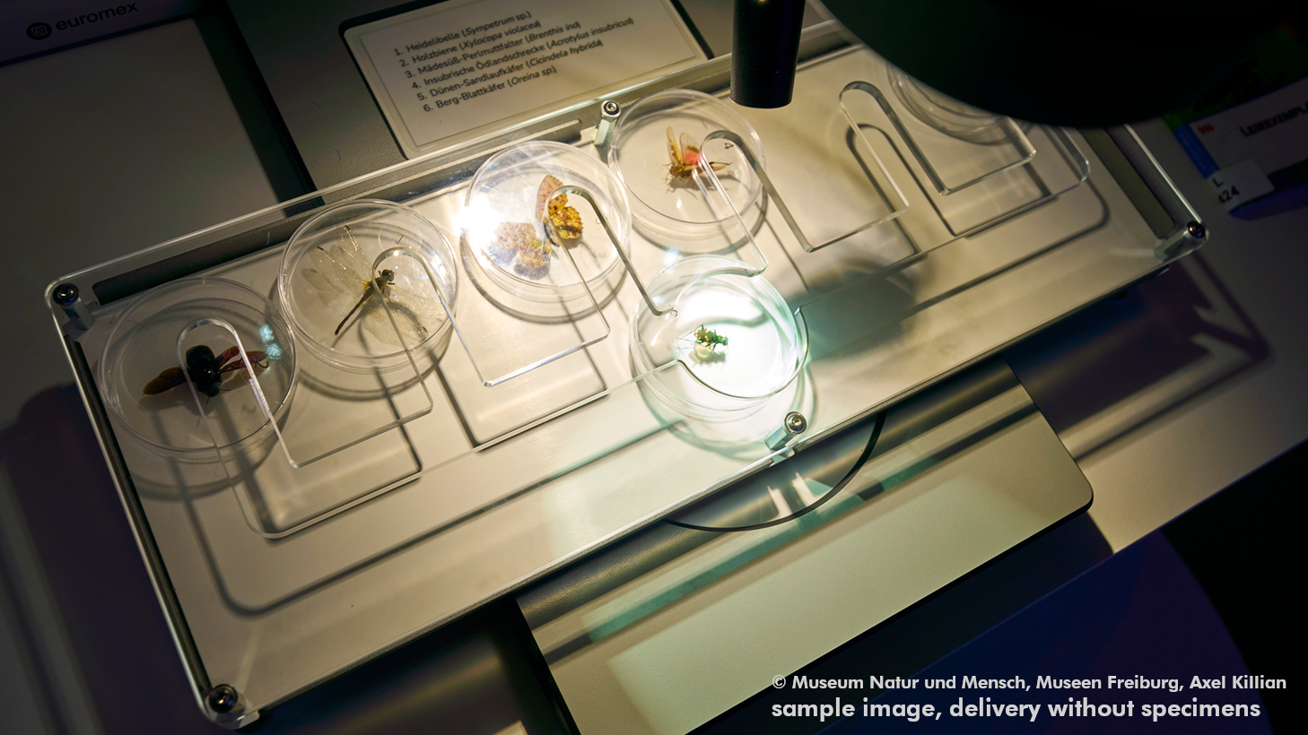 DiMi Specimen box 6